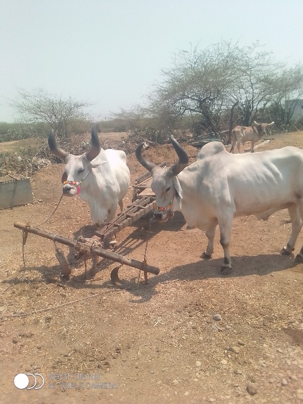 બળદ વેચવાના છે