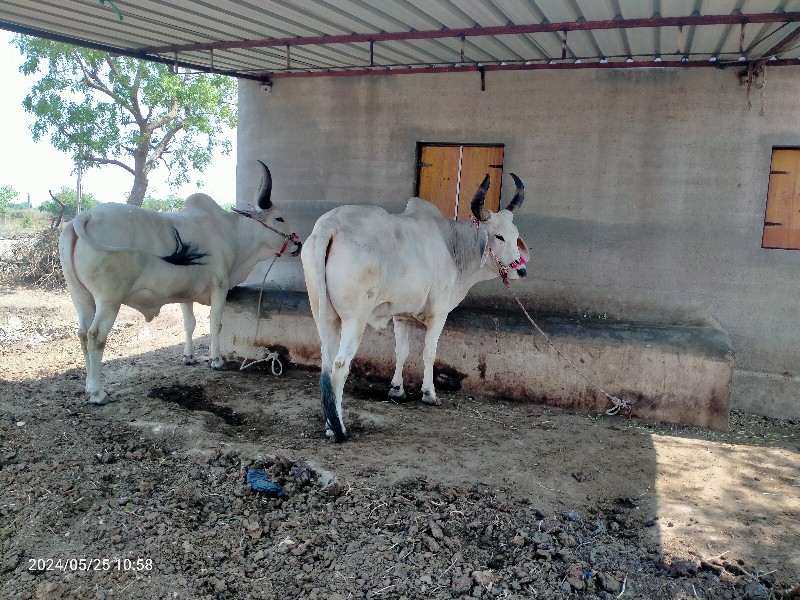 ગોઢલા વેચવાના છ...