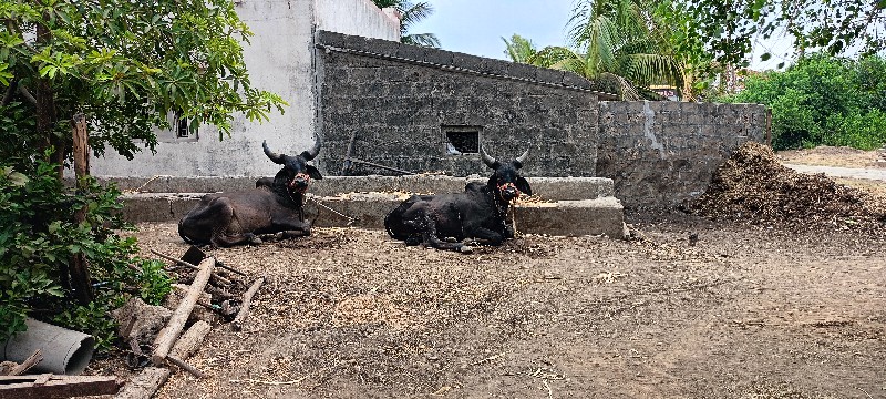 ગોંઢલા વેશવાના...