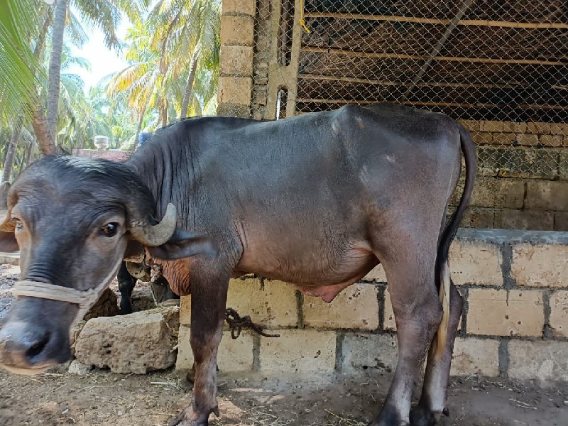 પાડો વેચવા નો છ...