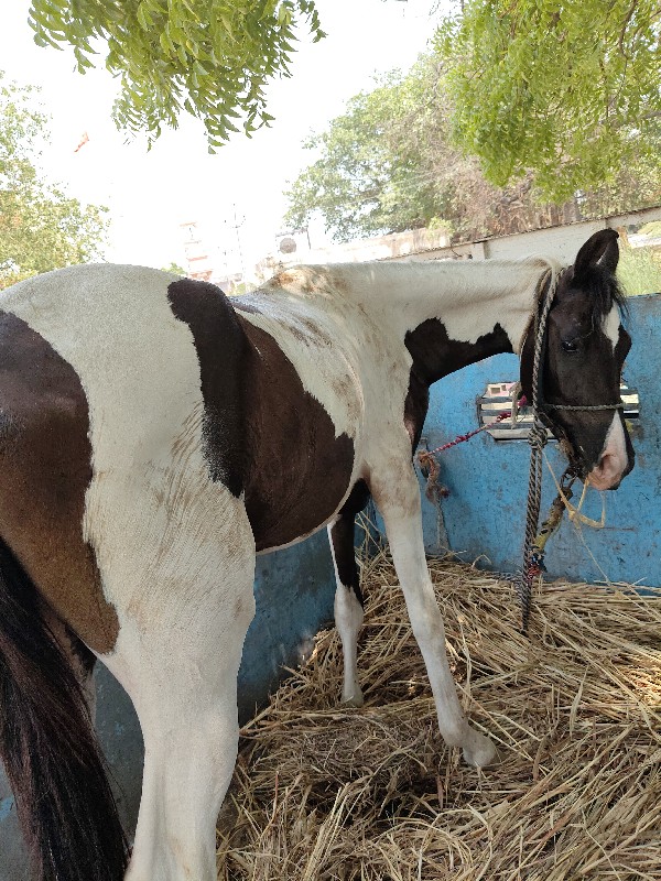 વછેરી વેચવાની છ...