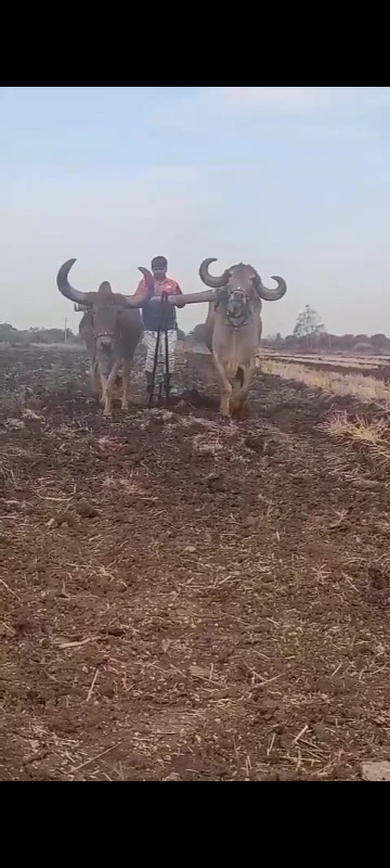 બળદ વેચવાના છે