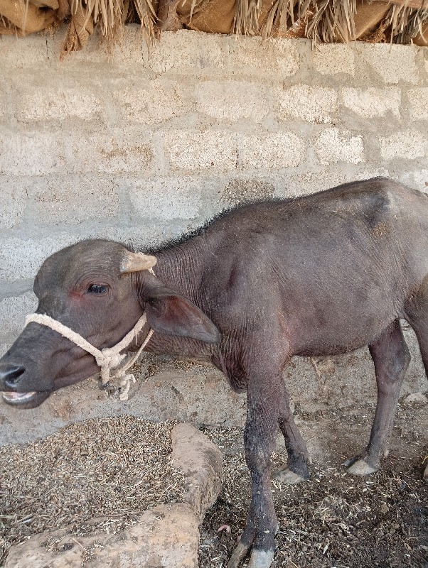 એકદમ ચોખી જાફરા...