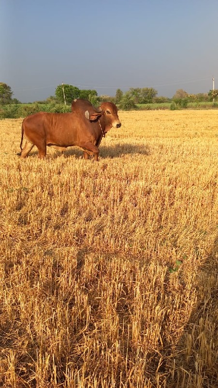 નંદી વેચવાનો છે