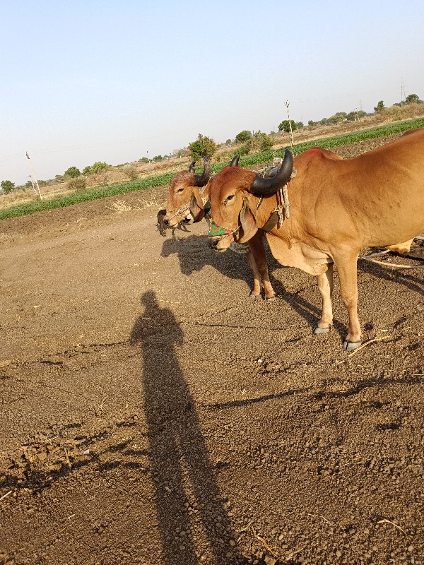 બળદ સાવ સો જાશે