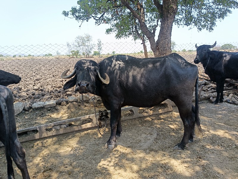 બે પાડીઓ વેચવાન...