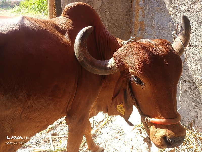 ગીરગાય