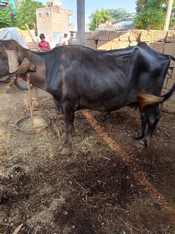 આઠમા મહિનો ચાલે...