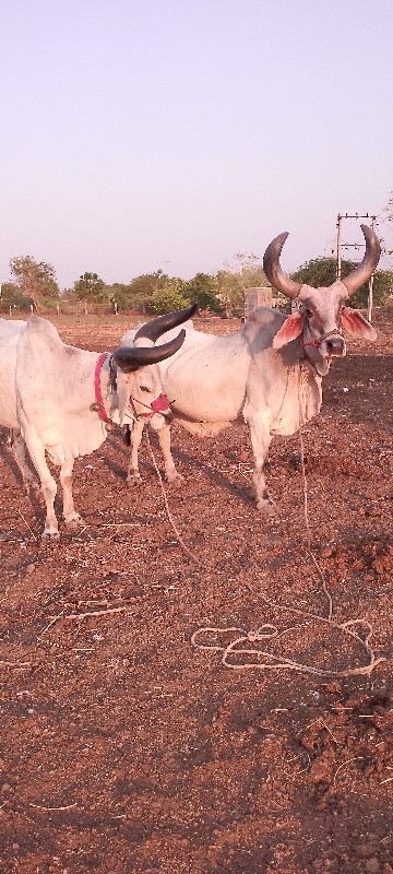 બળદ વેચવાના છે