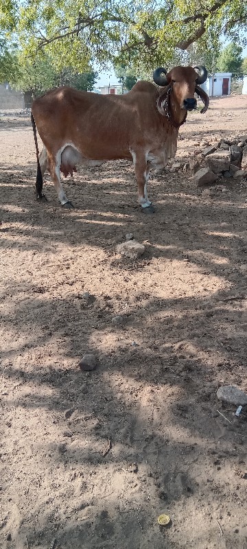 બેય ગાય વેંચવા...