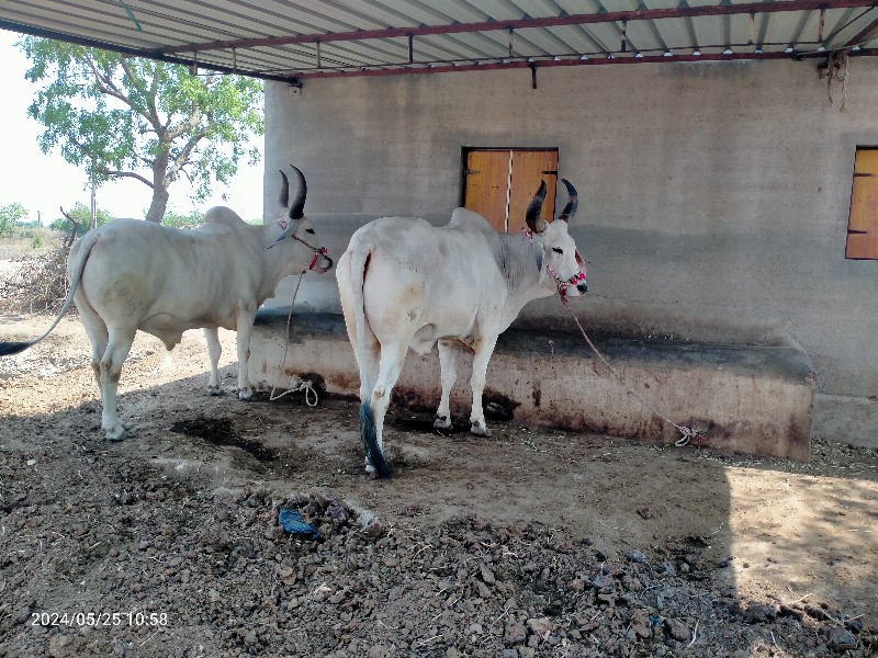 ગોઢલા વેચવાના છ...