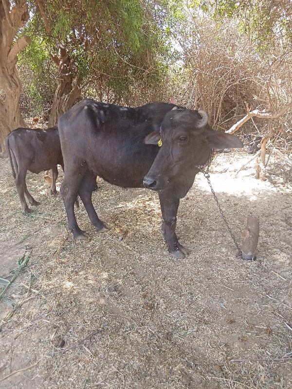 બની નસોની બે પા...