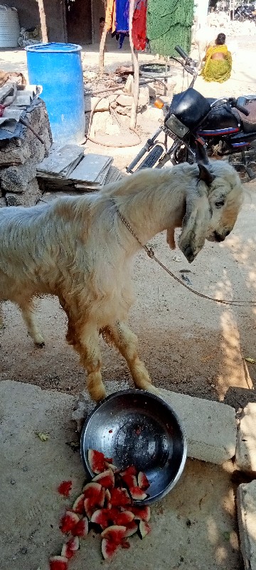 બકરો વેસવાનોછે...