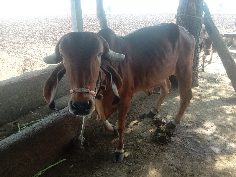 ગાય વેચવા ની છે...