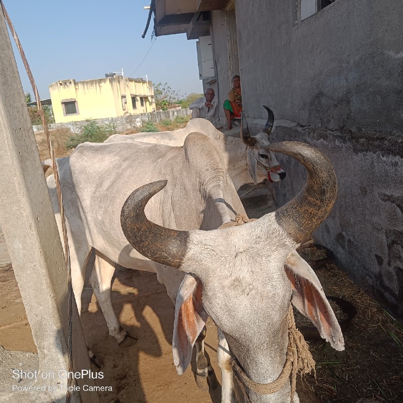 ફુલ હાલતા જવાબદ...