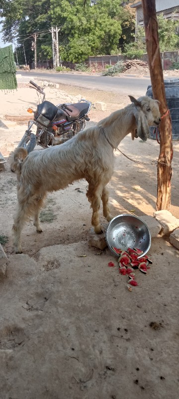 બકરો વેસવાનોછે...