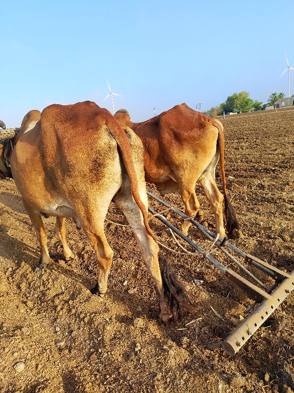 બળદ વેચવાના છે