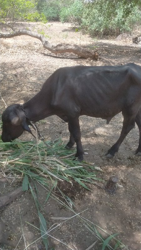 પાડા બે વેસવાના