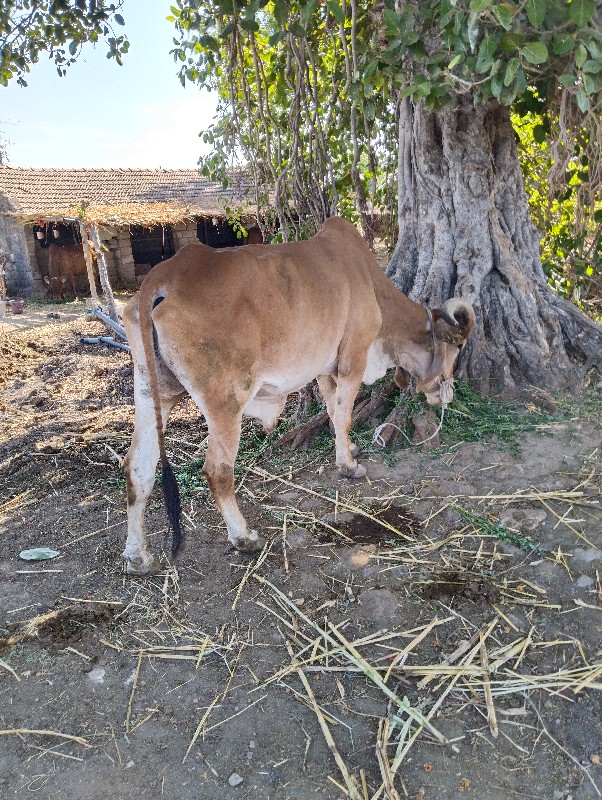 બળદ વેચવાનો છે