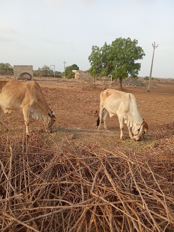 બળદ વેચવાના છે