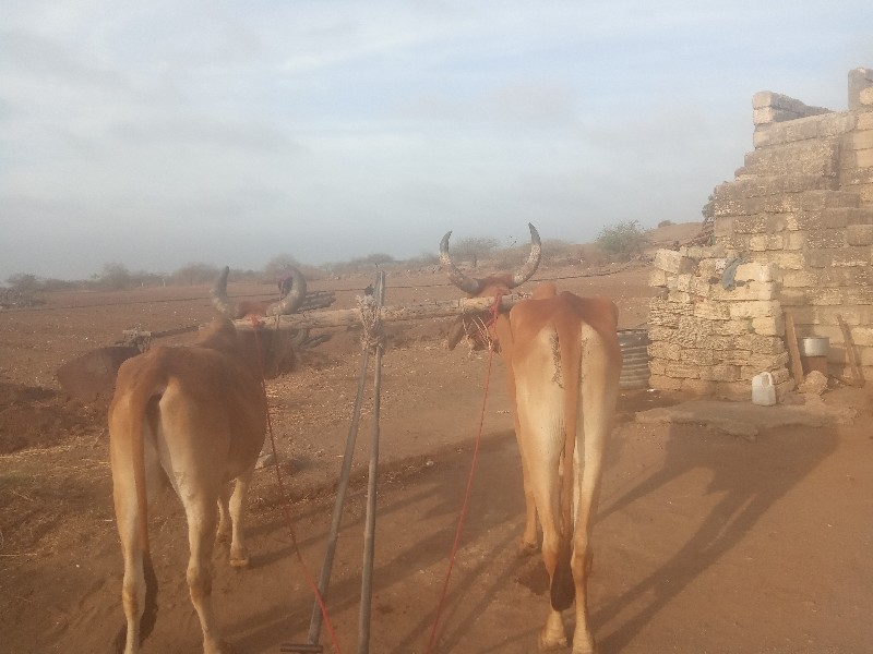 બડઘવેવાનાસેબેવા...