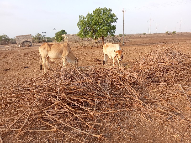 બળદ વેચવાના છે