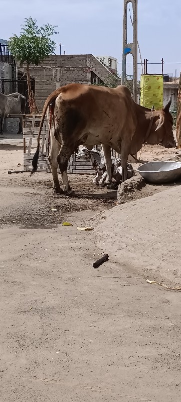 લેવિ હોય તો ફોન...