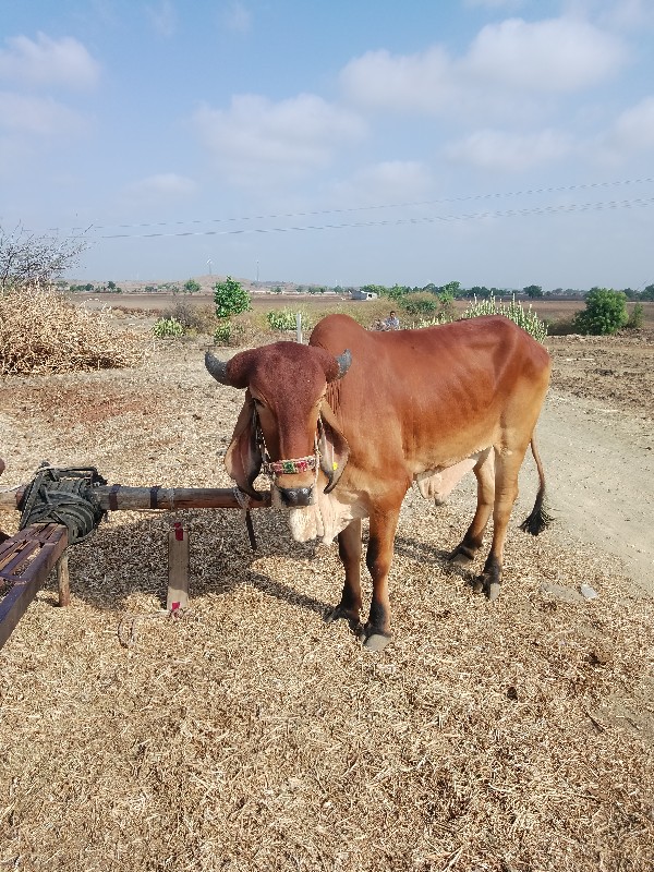 ગોઢલો વેચવાને છ...