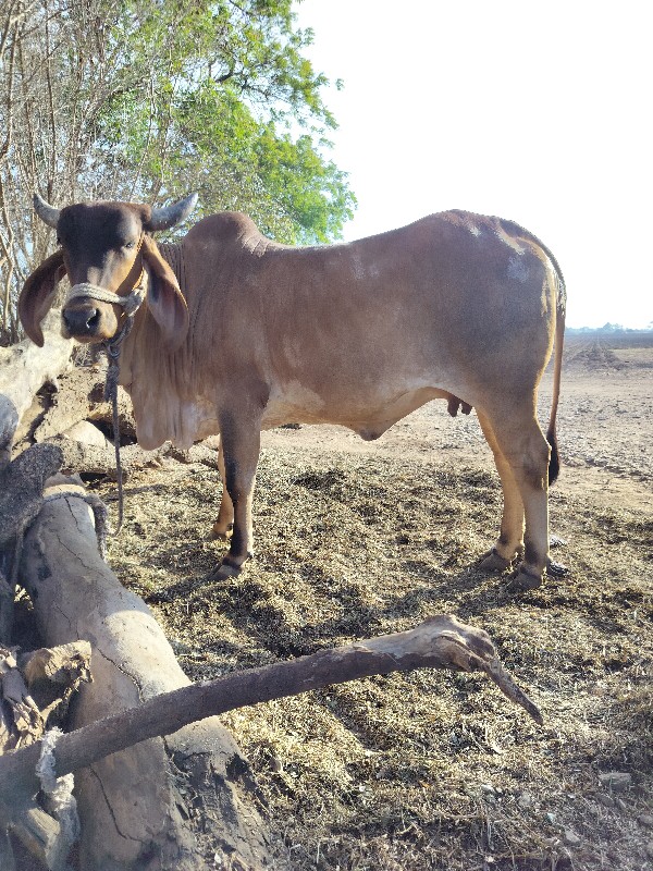 ગાય