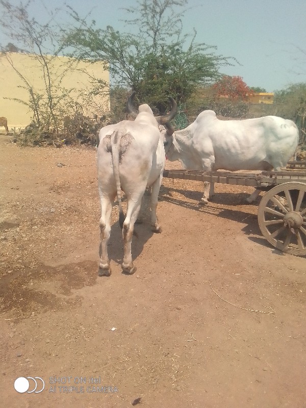 બળદ વેચવાના છે