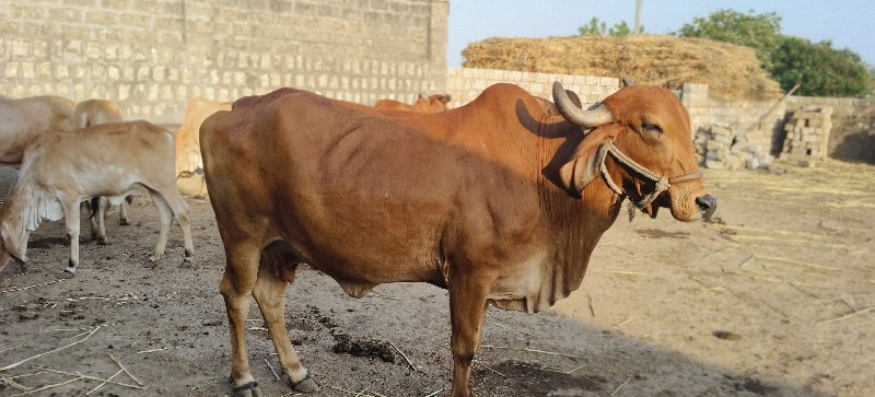 ગાય