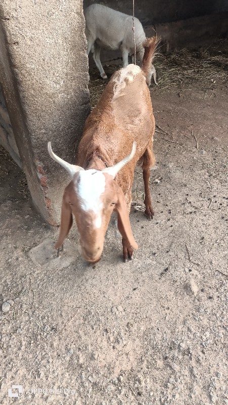 આ બકરો વેચવા નો...