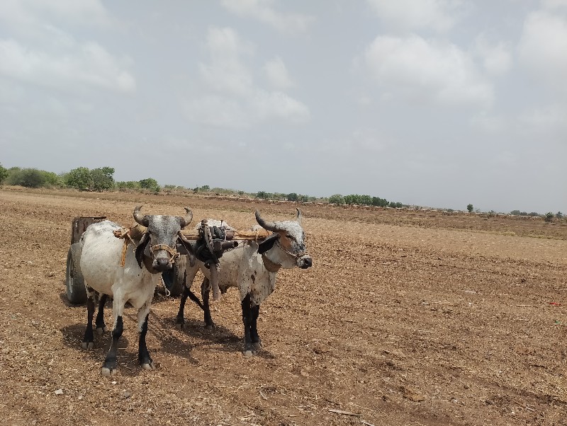 ગોઢલા વેચવાના છ...