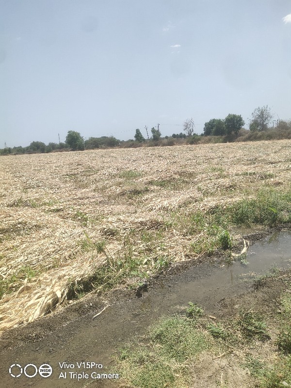 શુકલ જુવાર દેશી