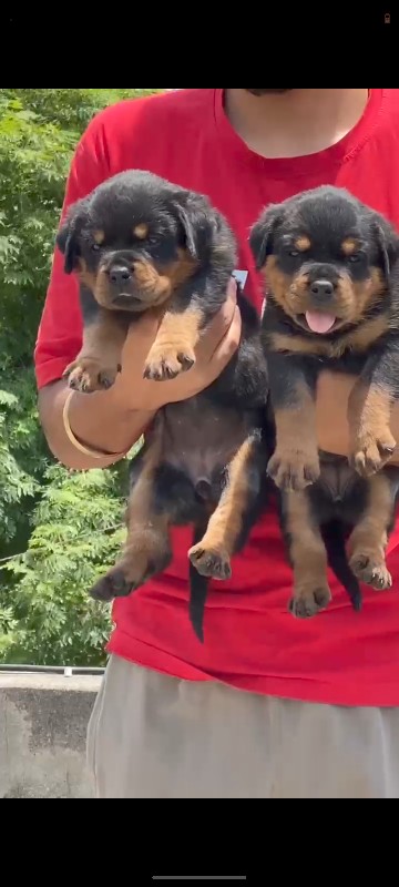 Rottweiler panj...