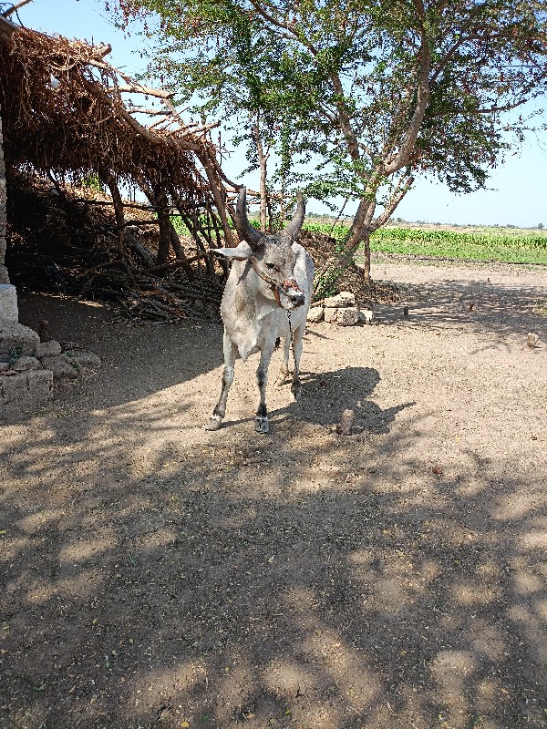 ગોધલો વેચવાનો છ...