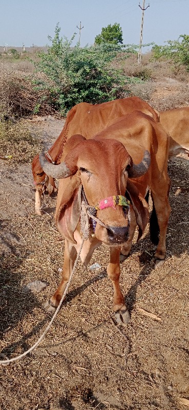 ઘોઢલાનીજોડકરવાન...