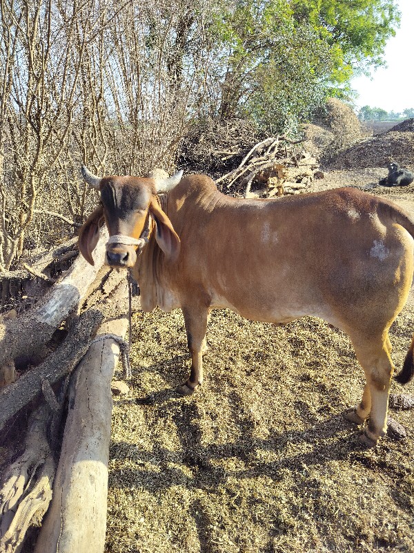 ગાય