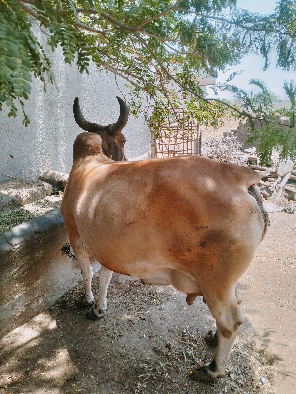 ગાય વેચવાની છે