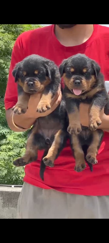 Rottweiler panj...