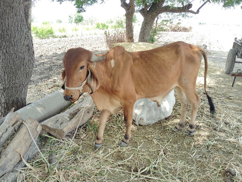 બળદ વેચવનો સે