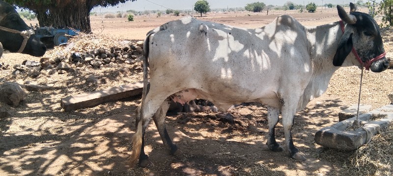 ગાય.