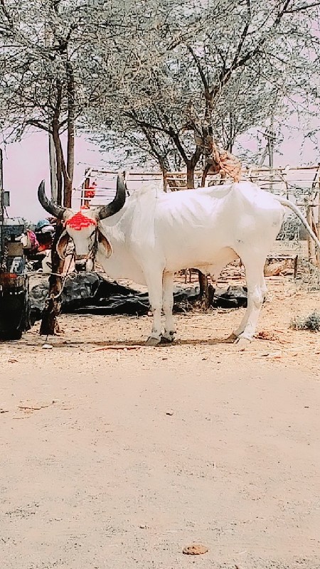 બળદ વેચવાના છે