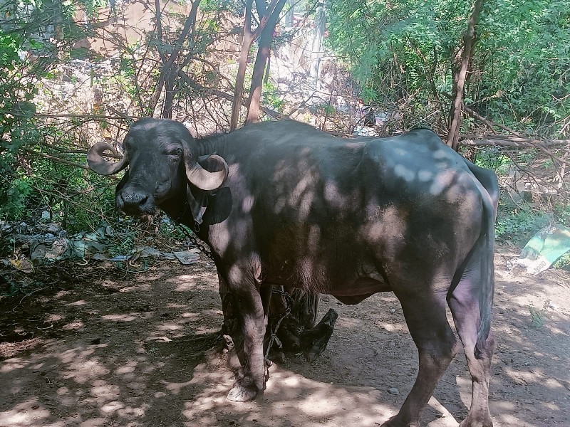 ખડેલી વેચવાની છ...