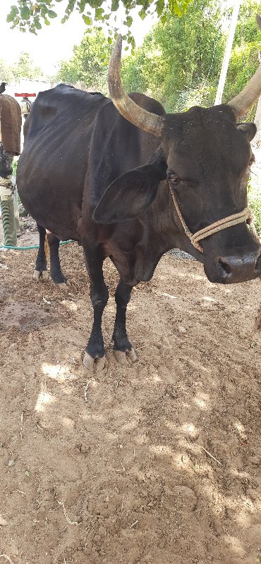 ગાય વેચવાની છે