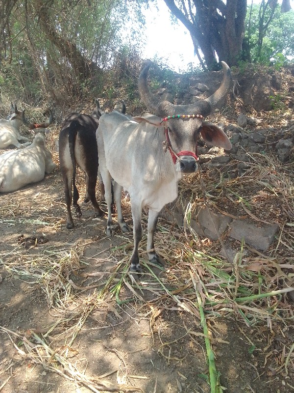 ગોઢલા વેચવાના છ...