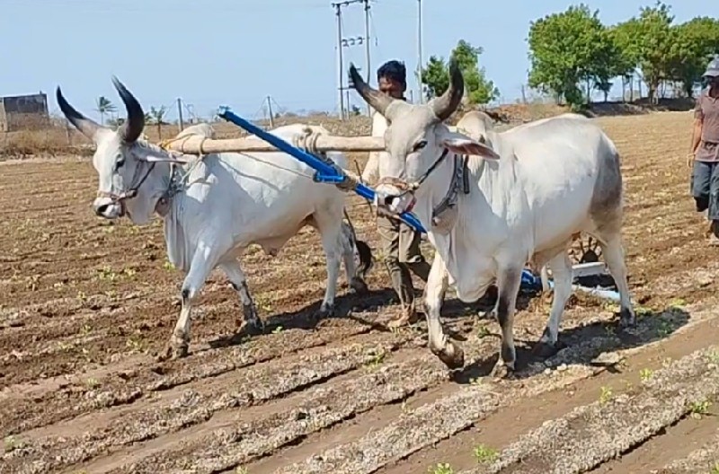 ગોઢલા વેચવા ના...