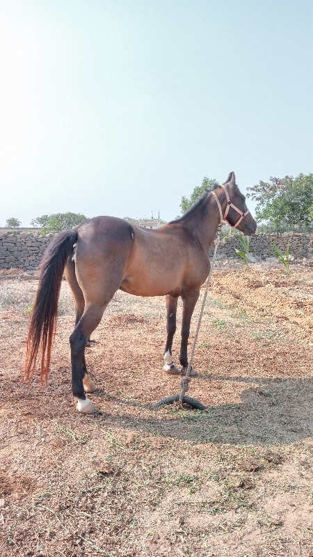 વેશવાની શે ઘોડ઼...