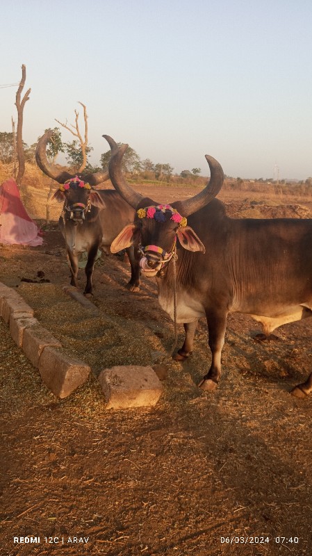 સાટા કરવા