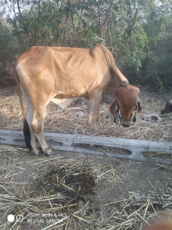 એકલો વાસડો